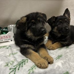 Gunner - Black and tan male German Shepherd puppy in Stanardsville, Virginia from Majestic K9 LLC