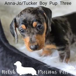 Boy 1 - Puppy 3 by birth order - Dapple male Dachshund puppy in Anamosa, Iowa from Melsh Precious Pets