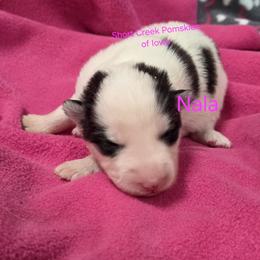 Nala - Black and white female Pomsky puppy in Zearing, Iowa from Short Creek Pomskies of Iowa