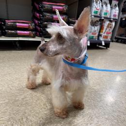 Darcie - Miniature Schnauzer