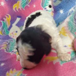 Minnie - Black and white female Sheepadoodle puppy in Bellevue, Iowa from Fluffy Wonders Poms and Doodles