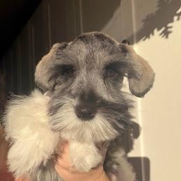 Hans (Red Collar) - Parti male Miniature Schnauzer puppy in Tacoma, Washington from AKC Nordwest Schnauzers