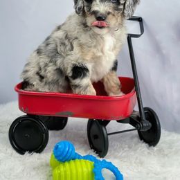 Aussiedoodle and Australian Shepherd Puppies from Dunroamin Farms Australian Shepherds and Aussiedoodles