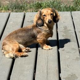 Maggie - Dachshund