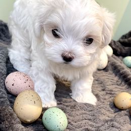 Maltese, Morkie, and Yorkshire Terrier Puppies from Cottonwood Maltese & Yorkies