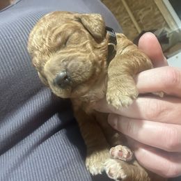 Girl 3 - Apricot female Goldendoodle puppy in Antigo, Wisconsin from Cedar River Kennel