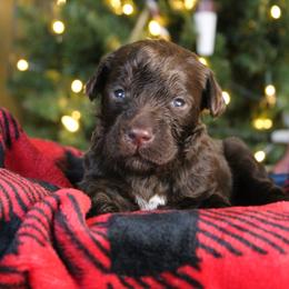 Penne - Chocolate female Labradoodle puppy in Lanexa, Virginia from Lees Reach Farm