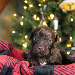 Penne - Chocolate female Labradoodle puppy in Lanexa, Virginia from Lees Reach Farm