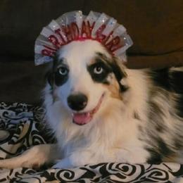 Bonnie - Australian Shepherd