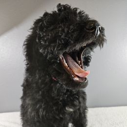Poodle Puppies from PDX Doodle Works