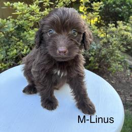 Linus - Brown and white male Aussiedoodle puppy in Strasburg, Pennsylvania from Still Water Puppies