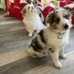 Aussiedoodle and Labradoodle Puppies from McDoodles of Texas