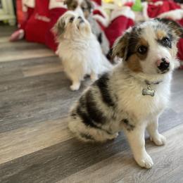 Aussiedoodle and Labradoodle Puppies from McDoodles of Texas