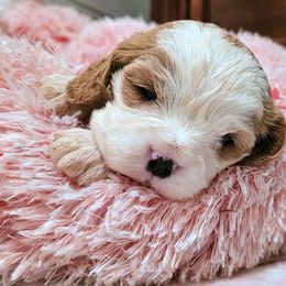 Mistletoe - Blenheim female Cavalier King Charles Spaniel puppy in Marshfield, Missouri from Puppyloversplace