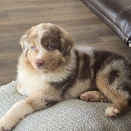 Reese-FUll tail - Red merle male Australian Shepherd puppy in Cool, California from Foothill Aussies