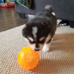 Pomsky Puppies from S and S Pomskies