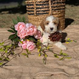 Burgundy collar girl - Parti female Goldendoodle puppy in Spokane, Washington from Beloved_doodles_WA