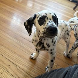 William Turner - White and black male Dalmatian puppy in Chehalis, Washington from Dalmatian Vacation