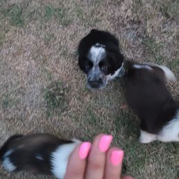 English Springer Spaniel Puppies from Savannah River Springers