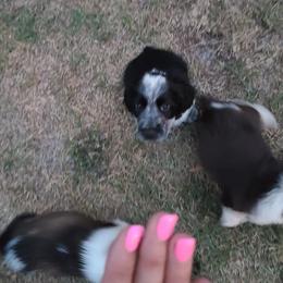 English Springer Spaniel Puppies from Savannah River Springers