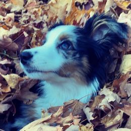 French Bulldogs, Miniature Australian Shepherds, and Toy Australian Shepherds from Water Wheel Farm