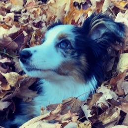 French Bulldogs, Miniature Australian Shepherds, and Toy Australian Shepherds from Water Wheel Farm
