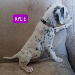 Kylie LUA (was Banshee) (Purple Collar) - White and black female Dalmatian puppy in Raymondville, Missouri from Wagner's Dalmatian's
