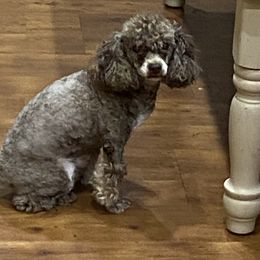 JD - Poodle
