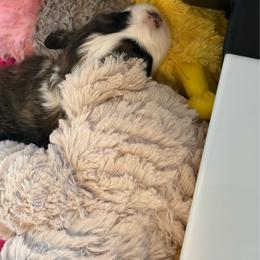Elvis - Sable male Pembroke Welsh Corgi puppy in Cheyenne, Wyoming from BriarFox Welsh Corgis