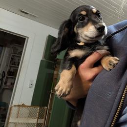 Girl 345338 - Black and tan female Dachshund puppy in Spring Hope, North Carolina from Hogan’s Lowrider Hounds
