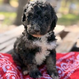 Biscuit - Phantom male Poodle puppy in Poplarville, Mississippi from Southern Belle Poodles