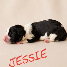 Jessie - Black female Border Collie puppy in Sanger, California from Flying M Cactus Ranch Buddies