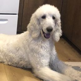 Rhetta - Poodle
