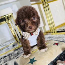 S'Mores - Brown male Maltipoo puppy in Sugar Land, Texas from Celebrity Maltipoos