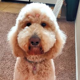 Goldendoodles from SW Doodles of CA