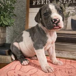 Orange collar - Harlequin female Great Dane puppy in Carencro, Louisiana from Halsey Danes