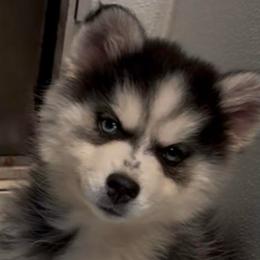 Amber - Black and white female Pomsky puppy in Spring Hill, Florida from PDQ Pomskies