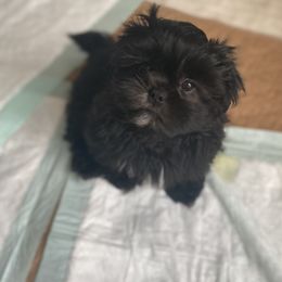 "BP" Shih Tzu Puppies from IMB Shih Tzu