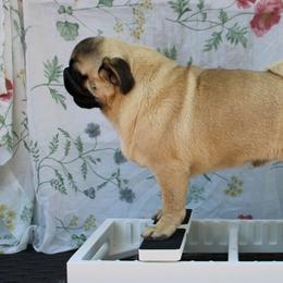 Donnie - Pug