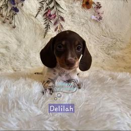 Delilah - Piebald female Dachshund puppy in Herald, California from Bluegum Dachshunds