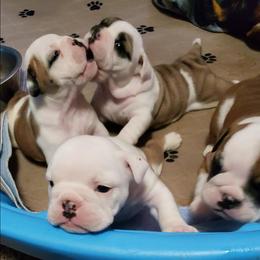 Bulldog and Shetland Sheepdog Puppies from Smooch-A-Bulls English Bulldogs & M&M Shelties