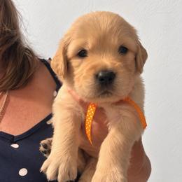 5th pick boy - Golden male Golden Retriever puppy in Fresno, California from Warwick’s Central California Goldens