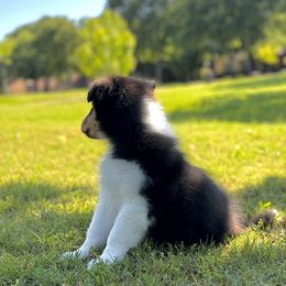 Collie Puppies from EverHeart Collies