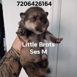 Heath Sesame - Sesame male Shiba Inu puppy in Colorado Springs, Colorado from Little Brats