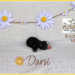 Darsi - Black tri female Miniature Australian Shepherd puppy in Madisonville, Texas from Flying LL Aussies