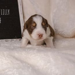 Girl 2 - female Australian Shepherd puppy in Markleville, Indiana from Take Five Aussies