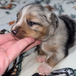 Uno - Blue merle male Toy Australian Shepherd puppy in Puryear, Tennessee from A&W Toy Aussies