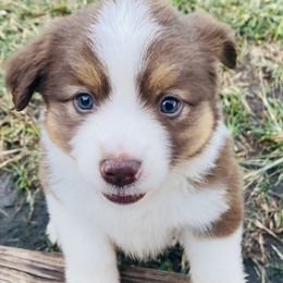 Miniature Australian Shepherd Puppies from P's Aussies