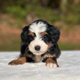 Moana - Tri-color female Bernedoodle puppy in Sugarcreek, Ohio from Cuddly Companion Doodles