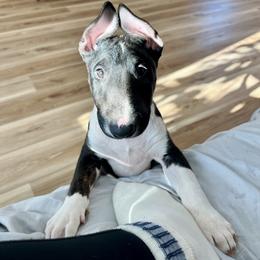 Bull Terrier Puppies from Lynn Hill Bull Terriers